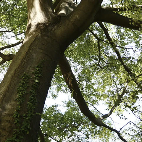 Celtis australis