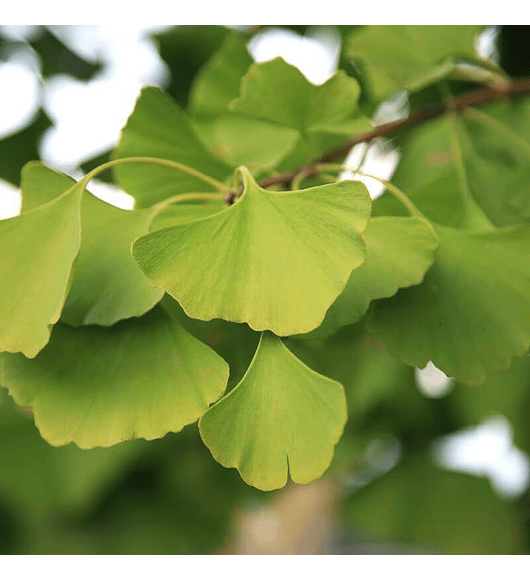 Ginkgo biloba