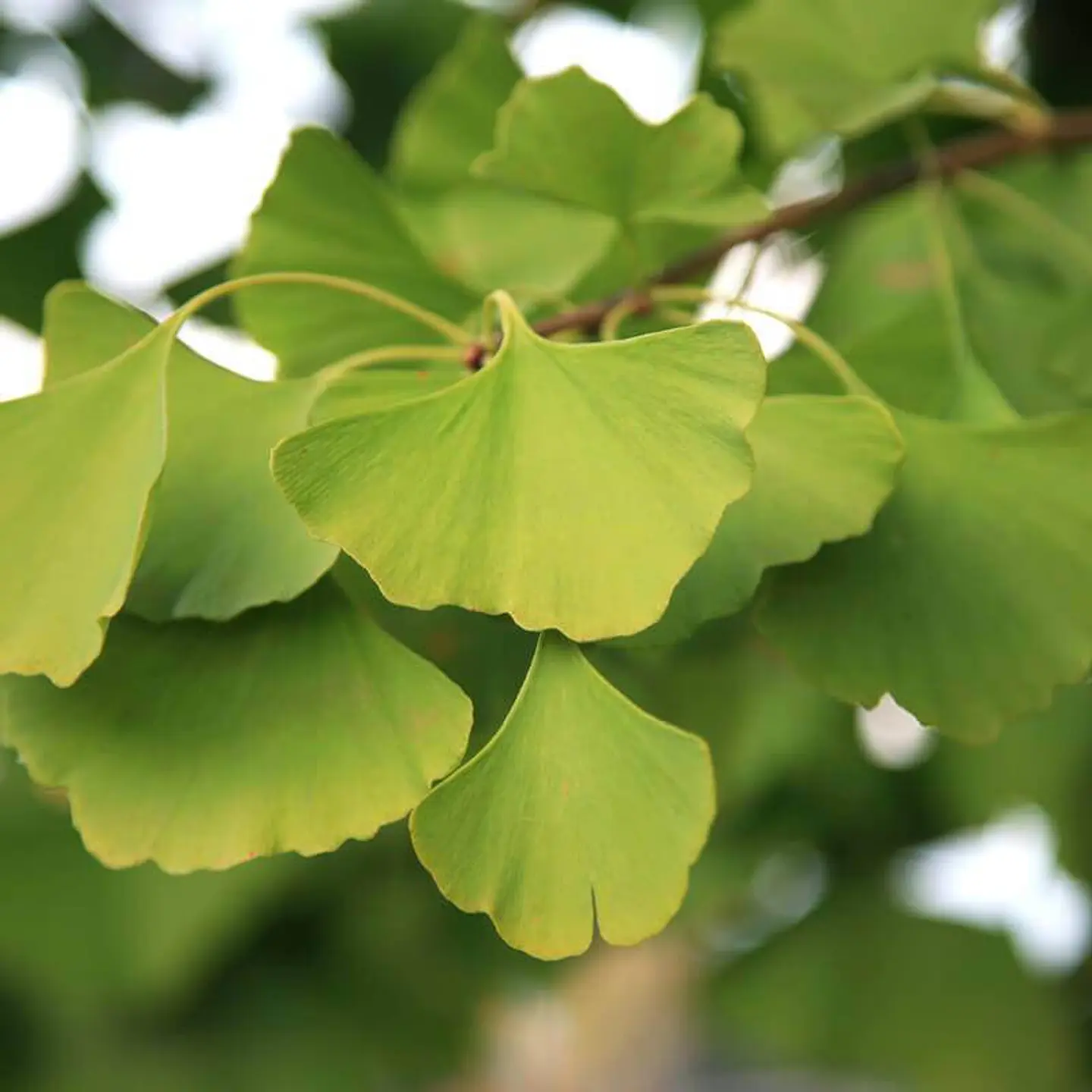 Ginkgo biloba 1