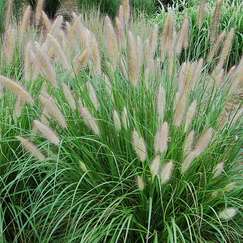Pennisetum alopecuriodes