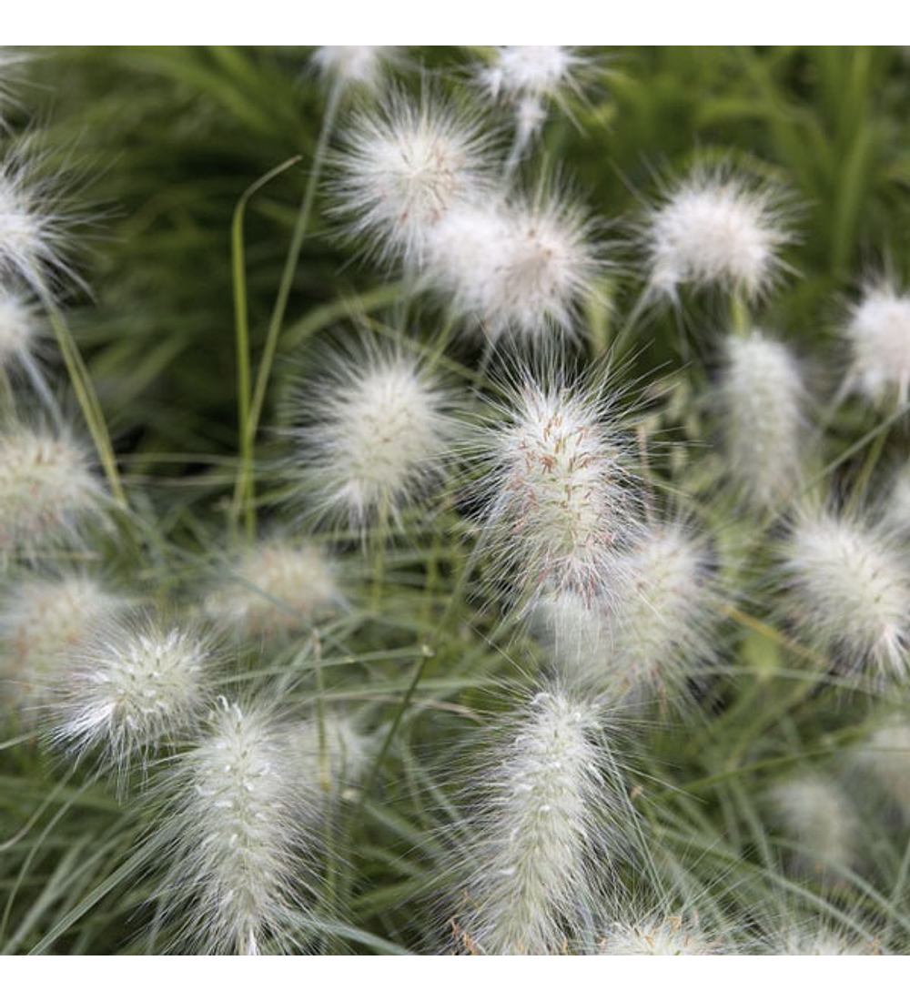 Pennisetum villosum