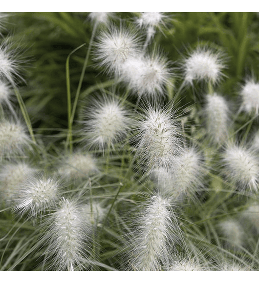 Pennisetum villosum