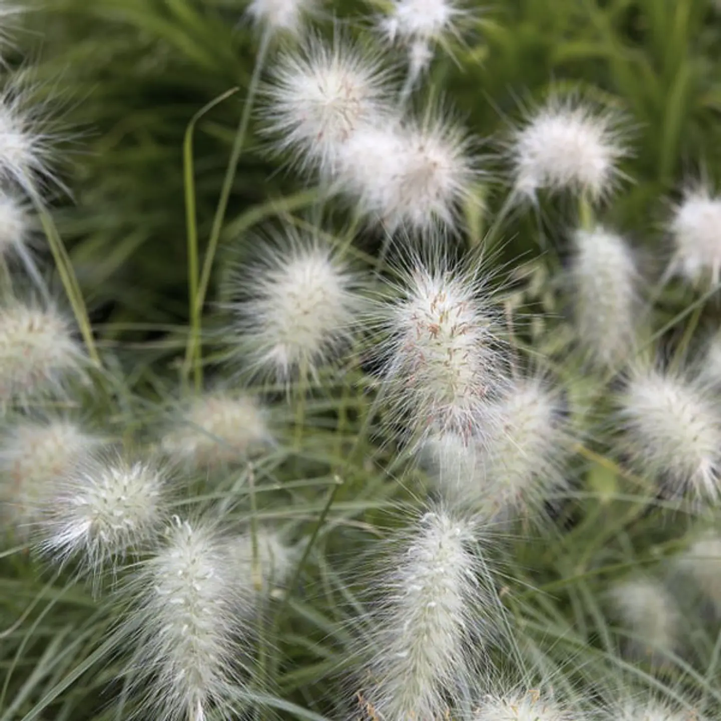 Pennisetum villosum 1