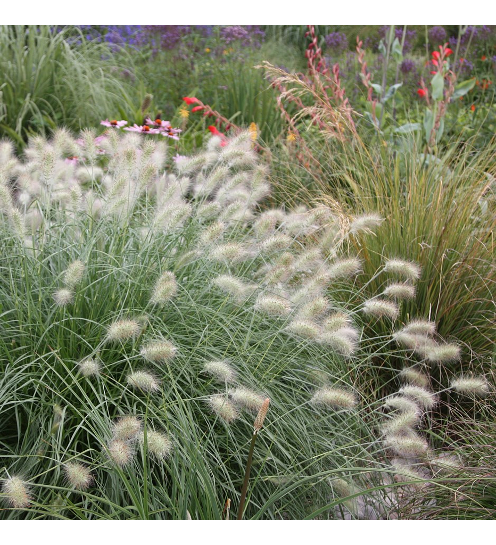 Pennisetum villosum