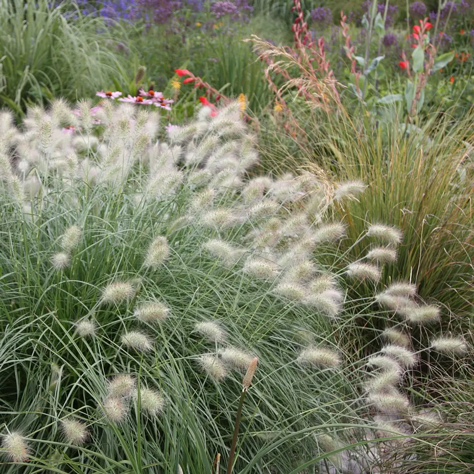 Pennisetum villosum 2