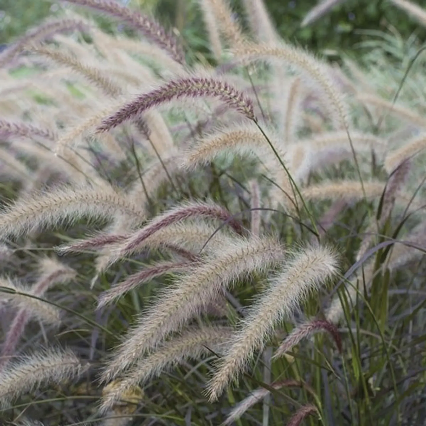 Pennisetum ruppelianum 1