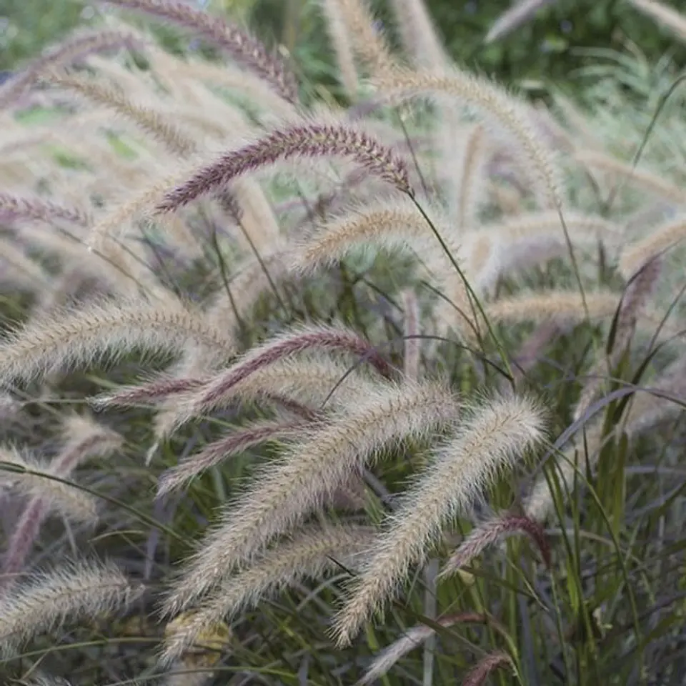 Pennisetum ruppelianum 1