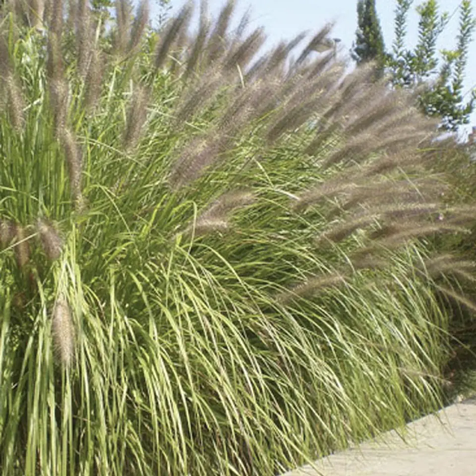Pennisetum ruppelianum 3