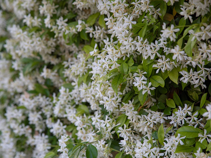 ¿Cómo cuidar un jazmín hélice? Guía completa para tener una trepadora llena de flores