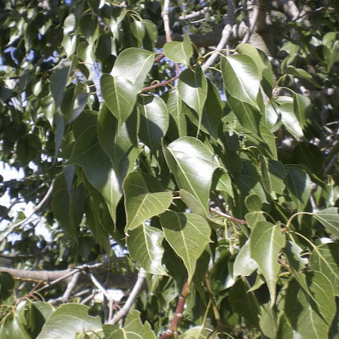 Brachychiton