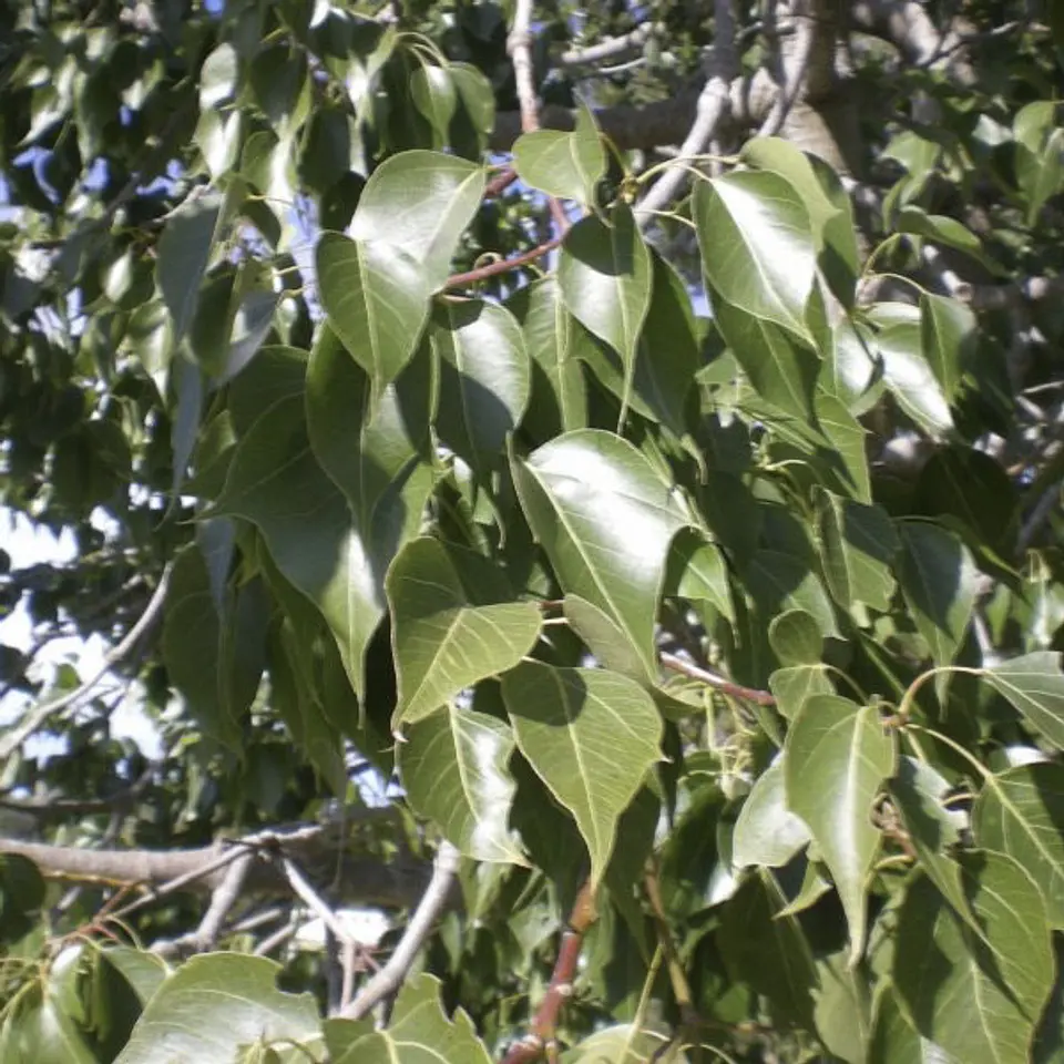 Brachychiton 2