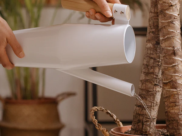 ¿Cómo saber si una planta necesita agua? El truco del dedo para regar mejor
