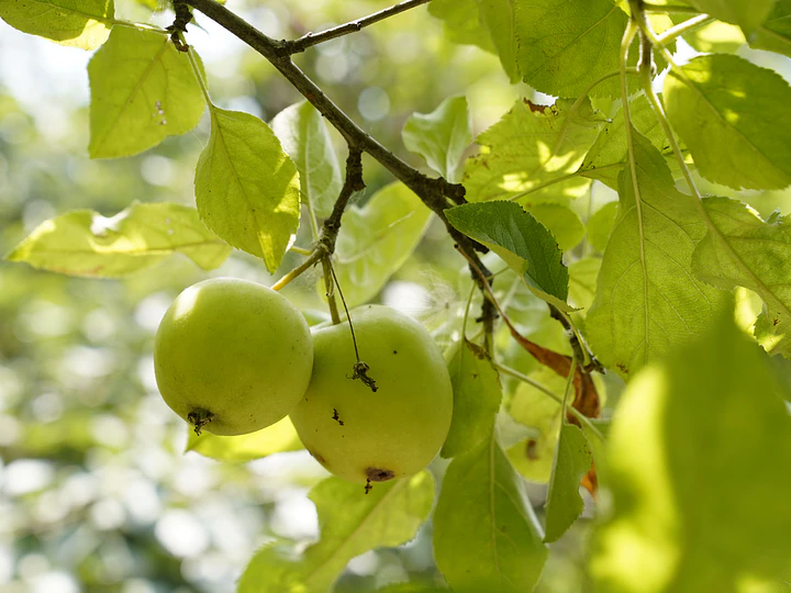 ¿Cómo cuidar un árbol frutal? Guía completa para tener frutas sanas y abundantes