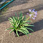 Agapanto Enano Peter Pan - Miniatura 2