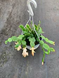 Shlumbergera  - Miniatura 5