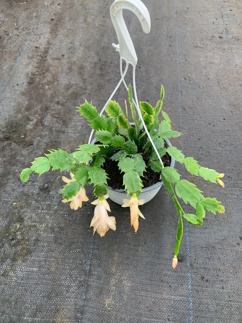 Shlumbergera  5