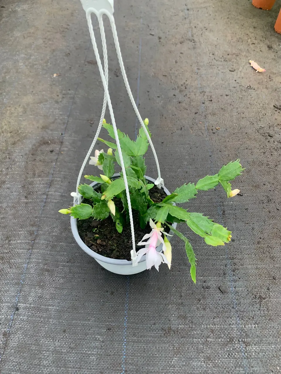 Shlumbergera  6