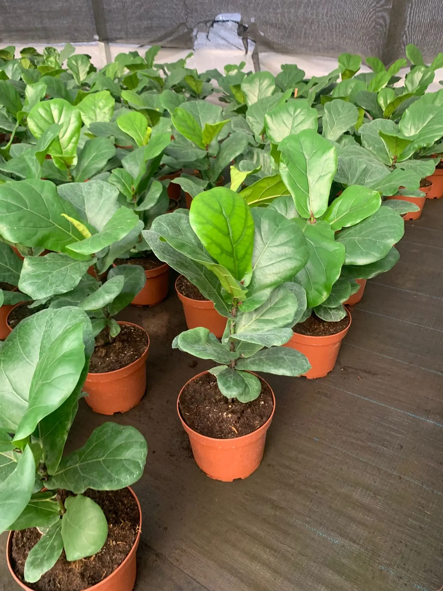 Ficus Lyrata 7