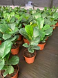 Ficus Lyrata - Miniatura 7