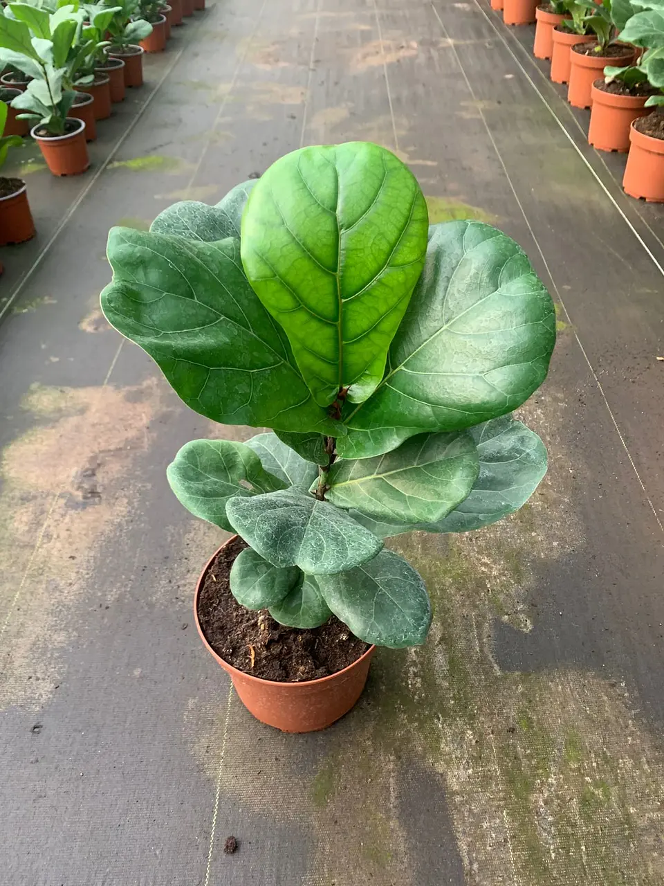 Ficus Lyrata 8