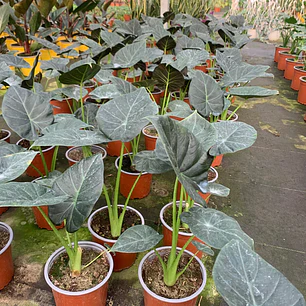 Alocasia Regal Shield