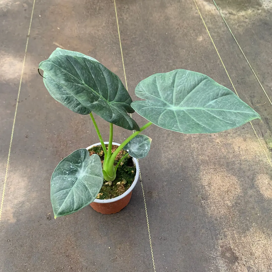 Alocasia Regal Shield 1