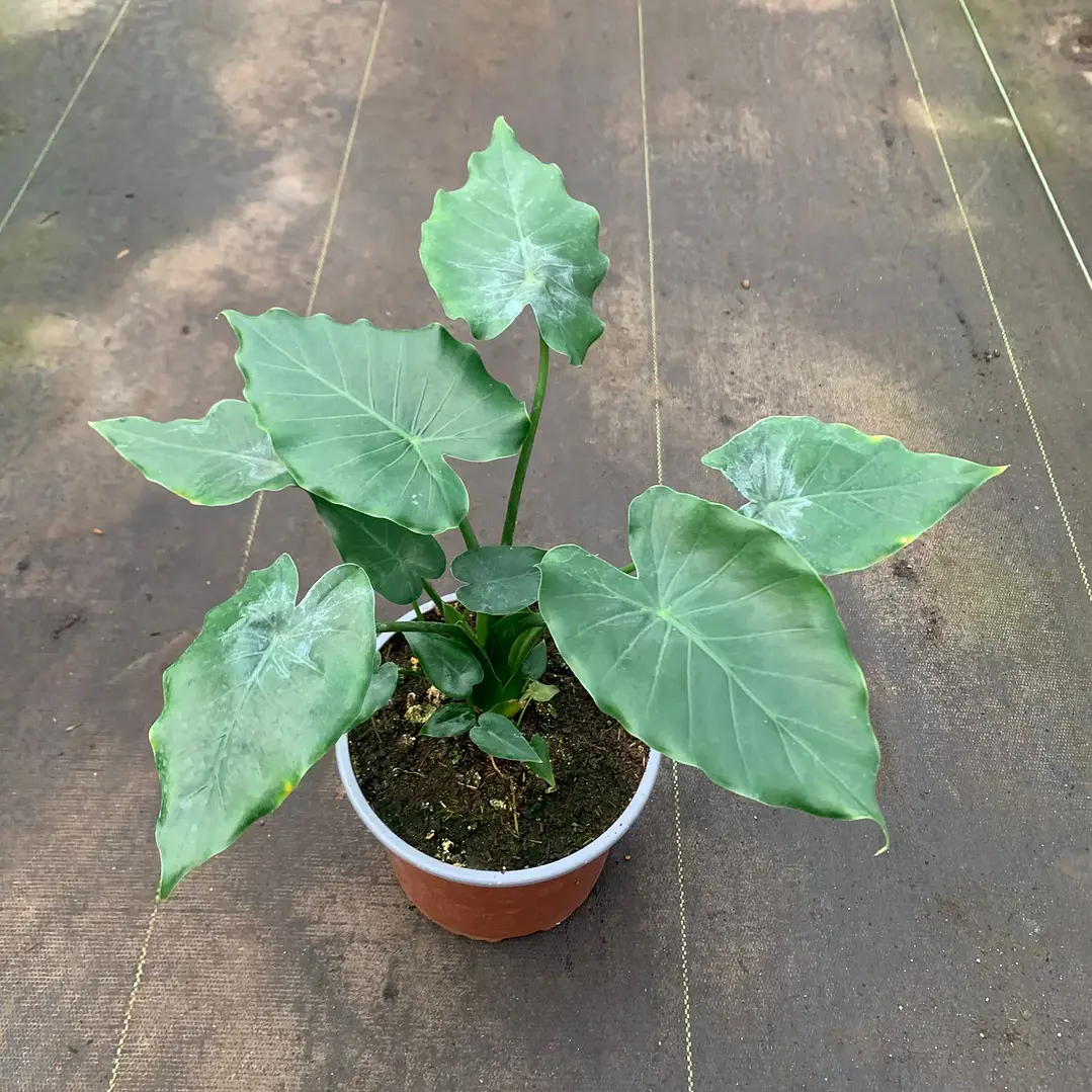 Alocasia Wentii 1
