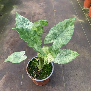 Alocasia Macrorrhiza Camouflage