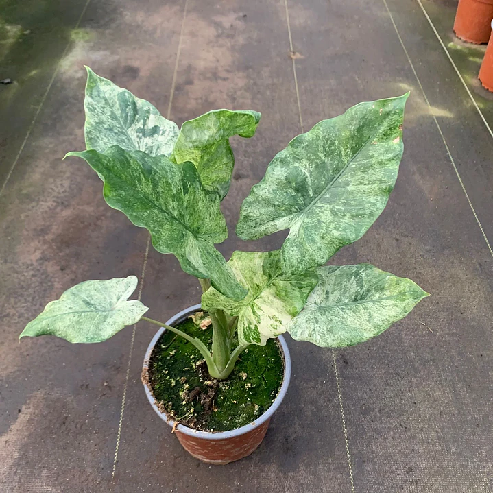 Alocasia Macrorrhiza Camouflage 1
