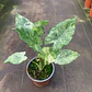 Alocasia Macrorrhiza Camouflage - Miniatura 1