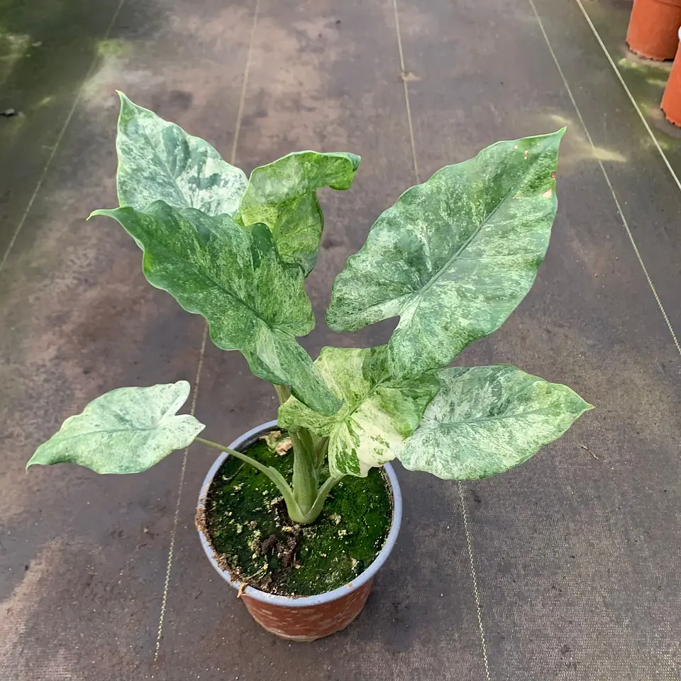 Alocasia Macrorrhiza Camouflage 1