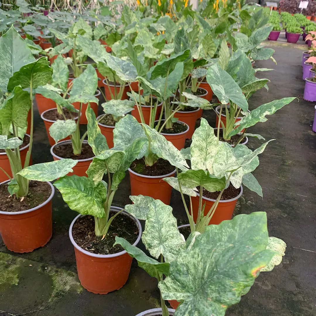 Alocasia Macrorrhiza Camouflage 2