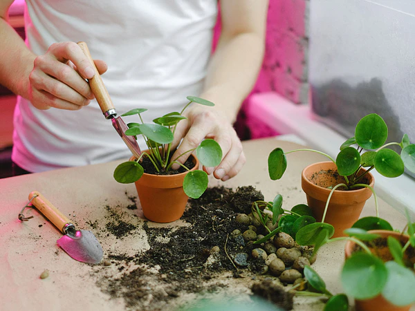 ¿Cómo trasplantar una planta sin dañarla? Guía paso a paso