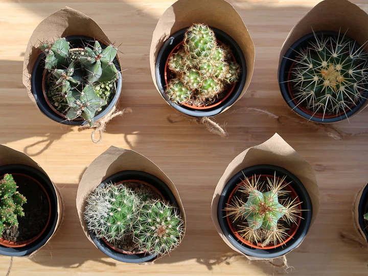 ¿Cómo cuidar cactus y suculentas? Guía completa para mantenerlas sanas y fuertes