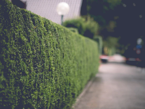 Plantas para dar privacidad: mejores arbustos para tapar vecinos y crear un cerco verde