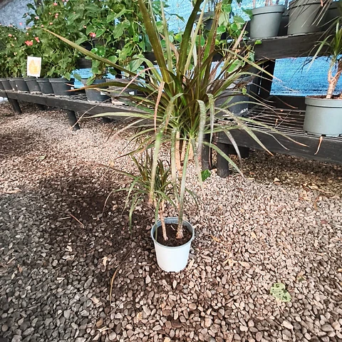 Dracena verde Duo