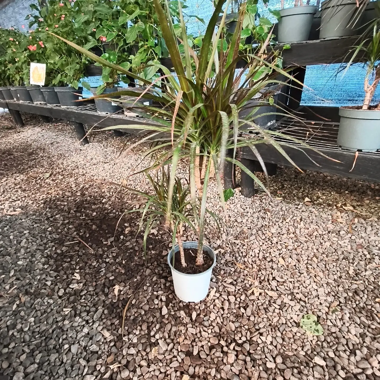 Dracena verde Duo 1