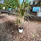 Dracena verde Duo - Miniatura 1