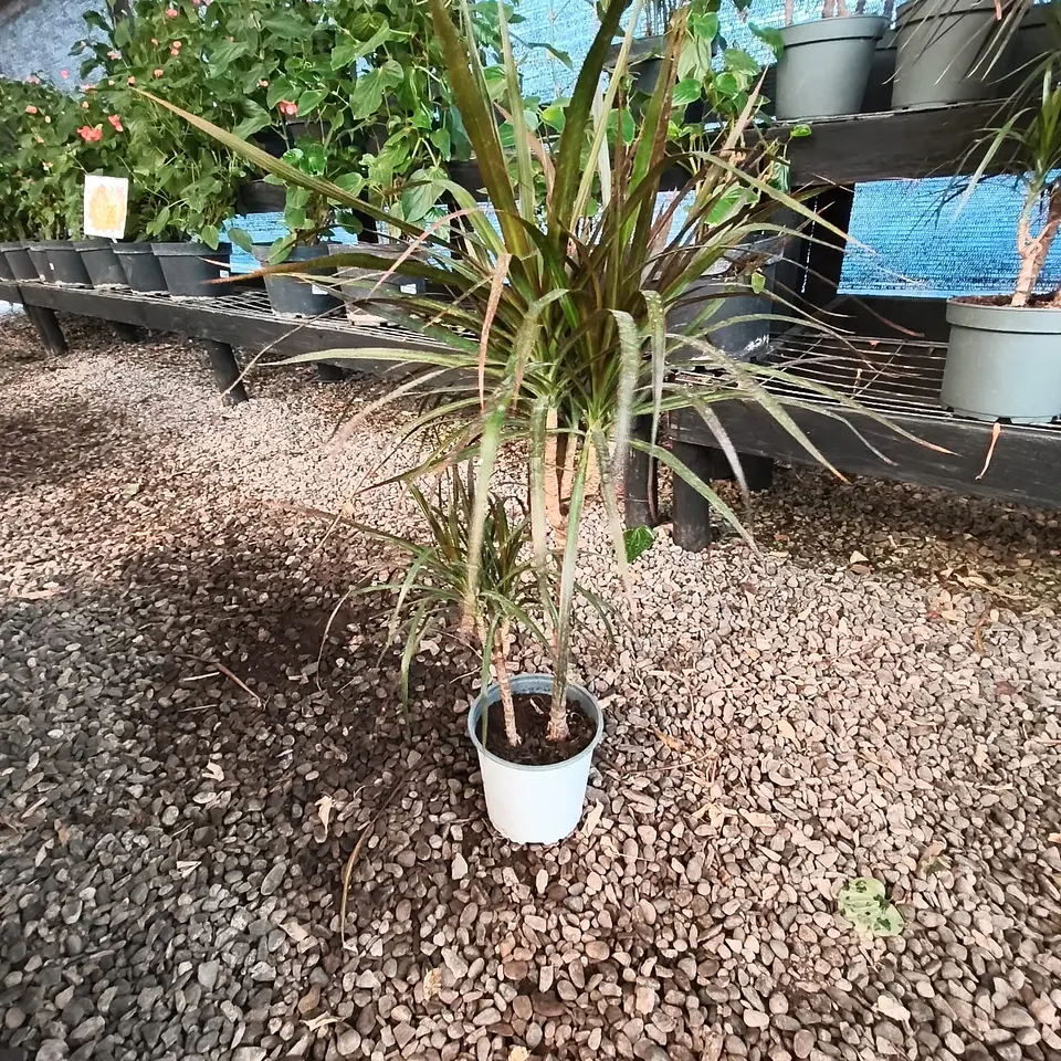 Dracena verde Duo 1