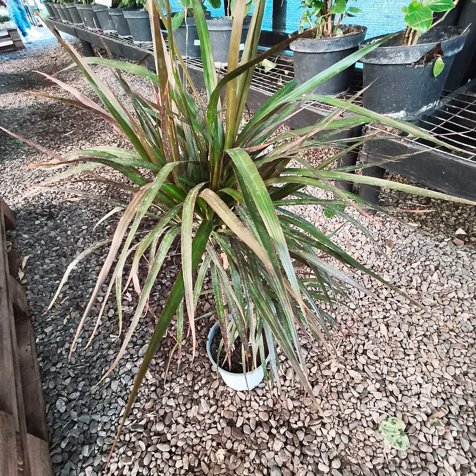 Dracena verde Duo 2