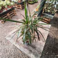 Dracena verde Trio - Miniatura 2