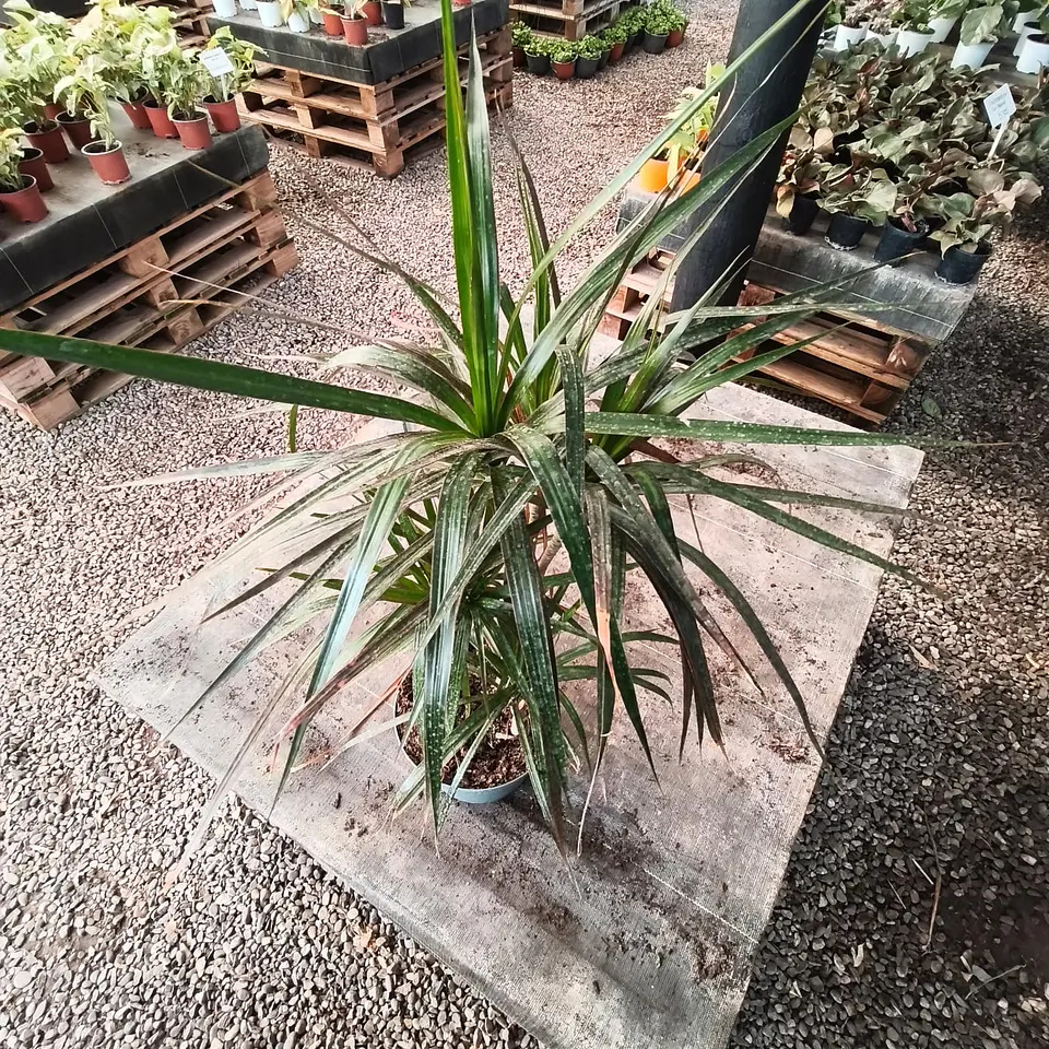 Dracena verde Trio 2