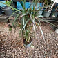 Dracena verde Trio - Miniatura 1