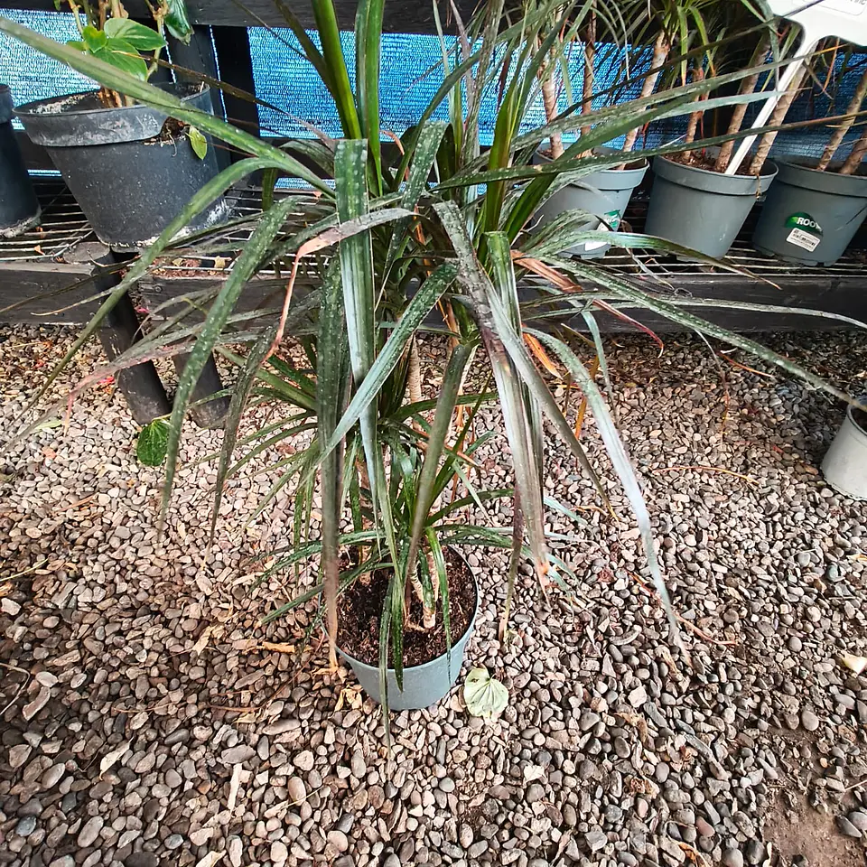 Dracena verde Trio 1