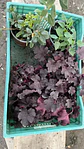 Heuchera Sanguínea - Miniatura 3