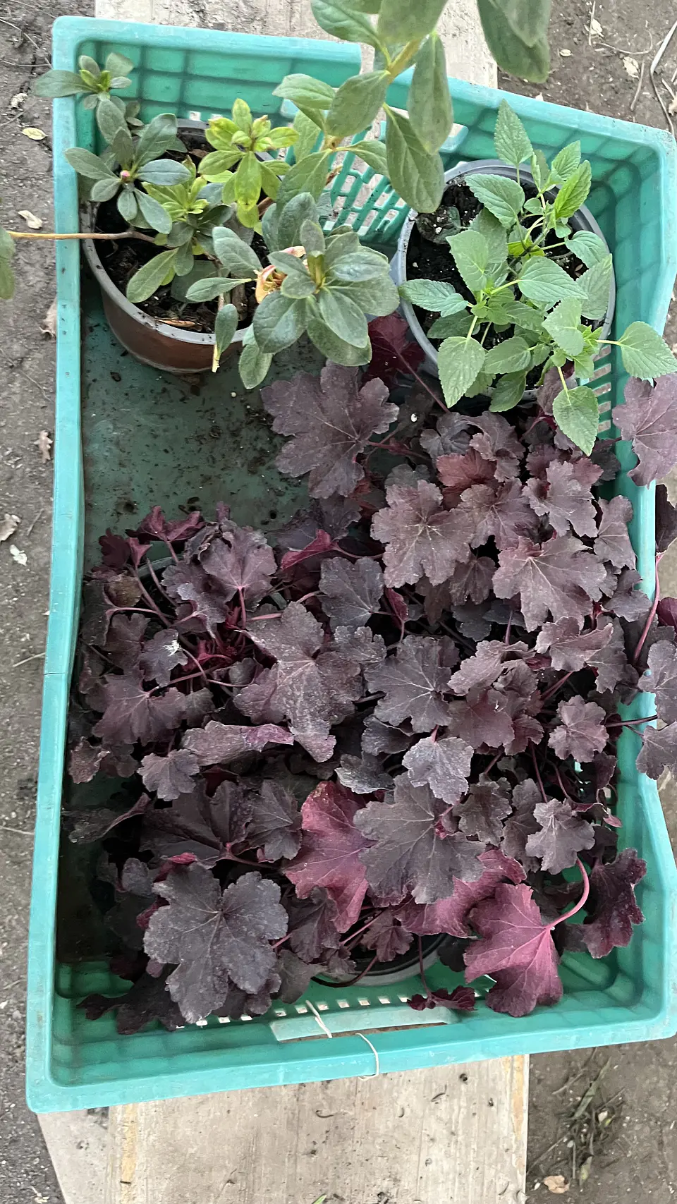 Heuchera Sanguínea 3
