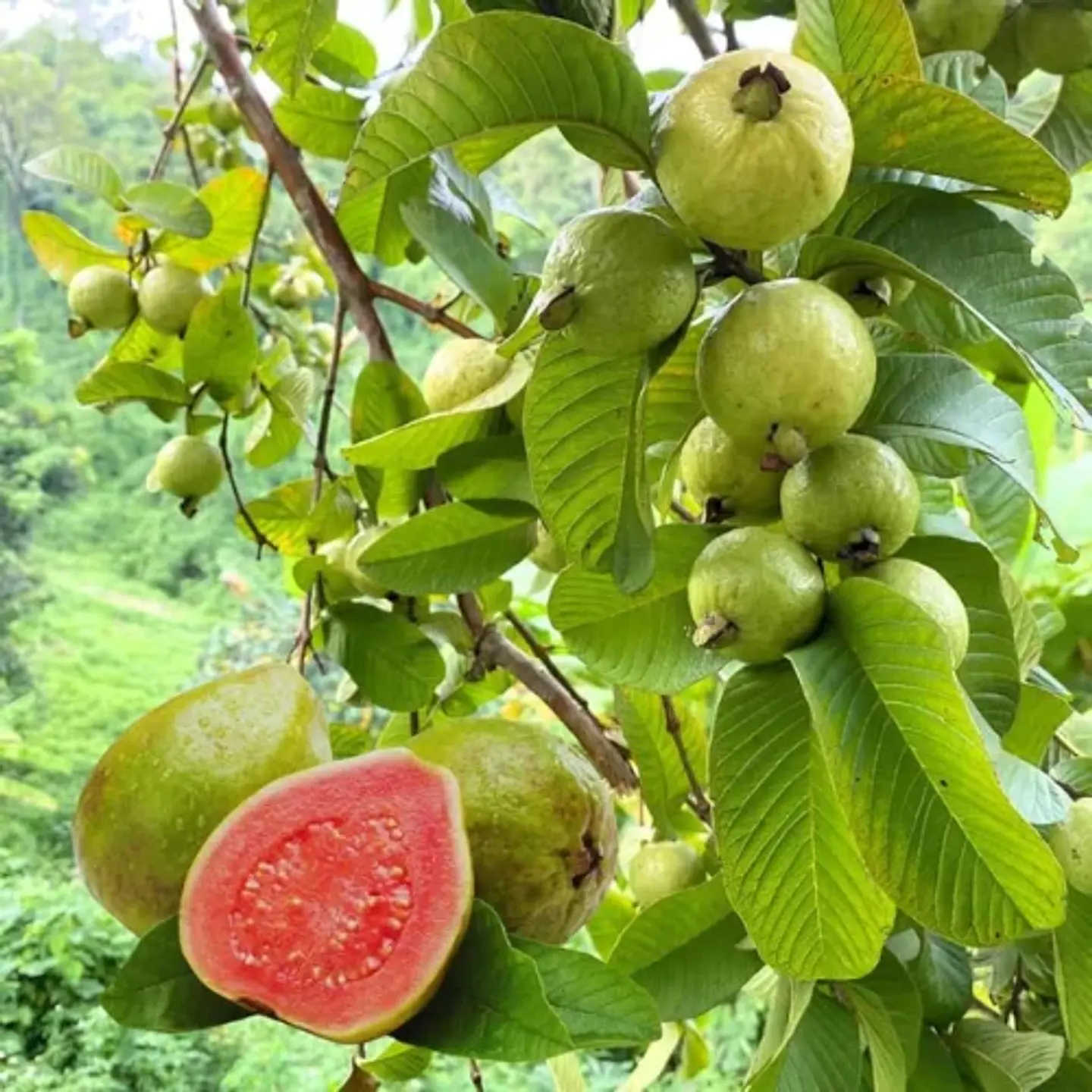 Guayaba 1