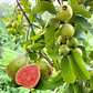 Guayaba - Miniatura 1