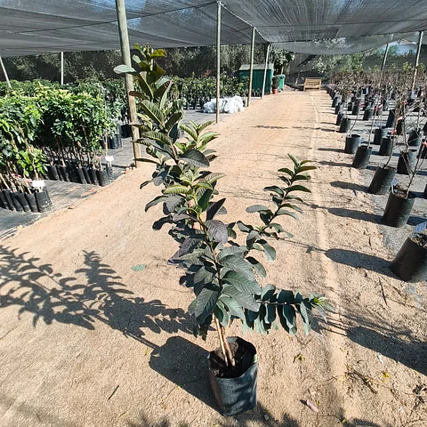 Guayaba