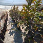 Guayaba - Miniatura 3